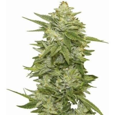 Nirvana GG-48 semena neobsahují THC 5 ks