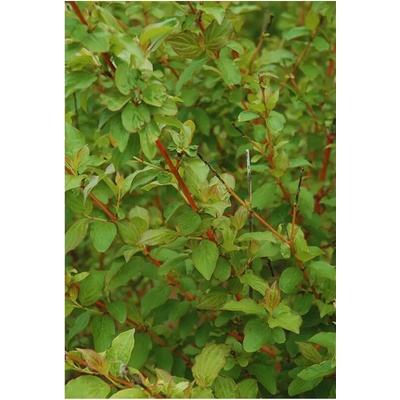 Cornus sanguinea Midwinter Fire 30-40 C3L
