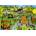 Alipson Puzzle - Puzzle Jack OLantern Festival - 1 000 piese