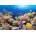 Castorland - Puzzle Coral Fish - 1 000 piese