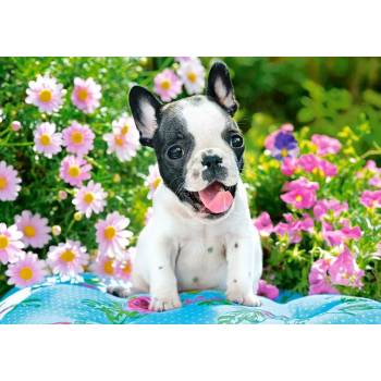 Image 1 of Castorland - Puzzle French bulldog puppy 500 - 500 piese