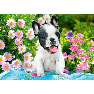 Castorland - Puzzle French bulldog puppy 500 - 500 piese