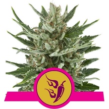 Royal Queen Seeds Speedy Chile Fast Version semena neobsahují THC 5 ks