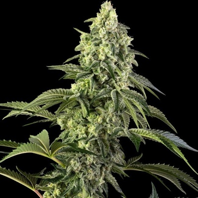 Sensi Seeds Cosmic Kiss semienka neobsahujú THC 3 ks