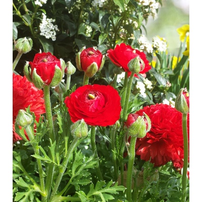 Iskerník plnokvetý červený - Ranunculus asiaticus - predaj cibuľovín - 3 ks