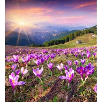 DIMEX ART s. r. o Флизелинов фототапет минзухари през пролетта 225 x 250 см