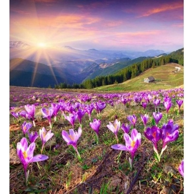 DIMEX ART Флизелинов фототапет минзухари през пролетта 225 x 250 см