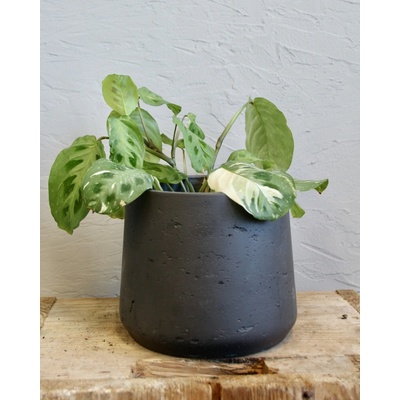 Maranta Leuconeura kerchoveana variegata Fiesta