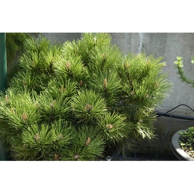 Pinus nigra 'Helga' C18L
