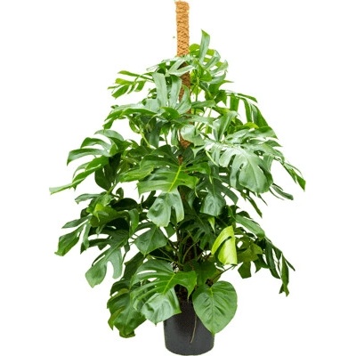 Monstera deliciosa on moss-pole 180 cm 38x160 cm
