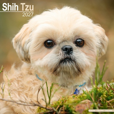 AVONSIDE Shih-tzu, 30 x 30 cm 2027