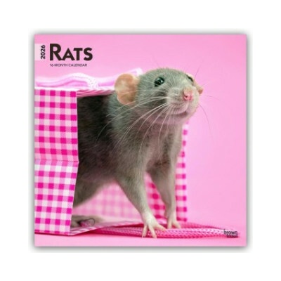 Rats Ratten 16-Monats 2026