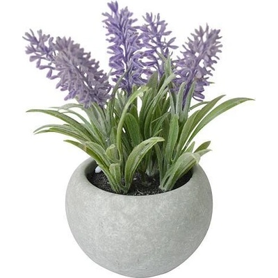 Levanduľa MagicHome,17 cm črepník cement