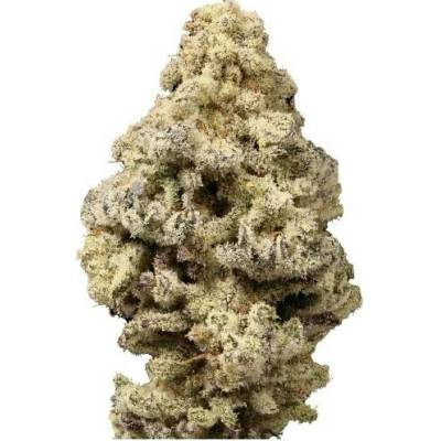 Growers Choice MacN Cheese semena neobsahují THC 5 ks