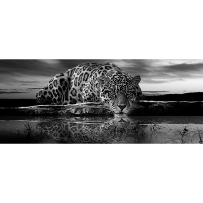 Postershop Fototapeta Jaguar černobílý, rozměry 104x250 cm