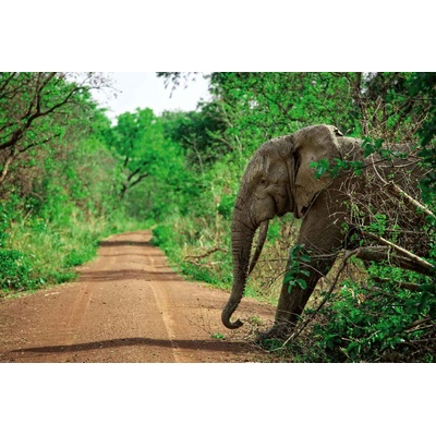 DIMEX ART Флизелинов фототапет слон в гана 375 x 250 см