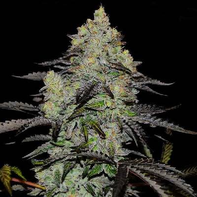 Delicious Seeds Zinnapple semena neobsahují THC 3 ks