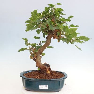 e-bonsai Venkovní bonsai -Morus alba - moruše