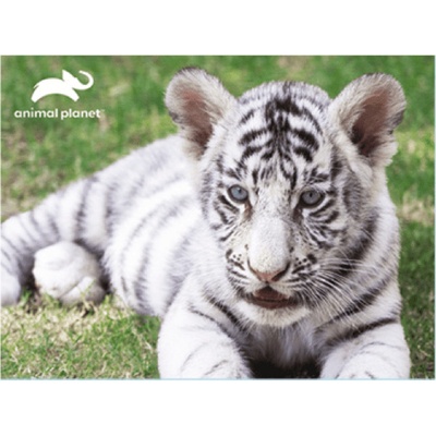 PRIME 3D 3D Bílý tygr 63 dílků