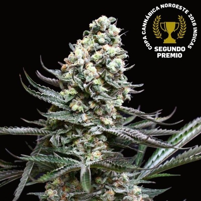 Absolute Cannabis Seeds Nordés semienka neobsahujú THC 1 ks