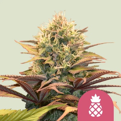 Royal Queen Seeds Pineapple Kush semienka neobsahujú THC 100 ks