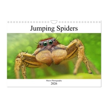 Calvendo Jumping Spiders (Wall Calendar 2026 DIN A4 landscape), CALVENDO 12 Month Wall Calendar | Calvendo, Alexander Mett Photography