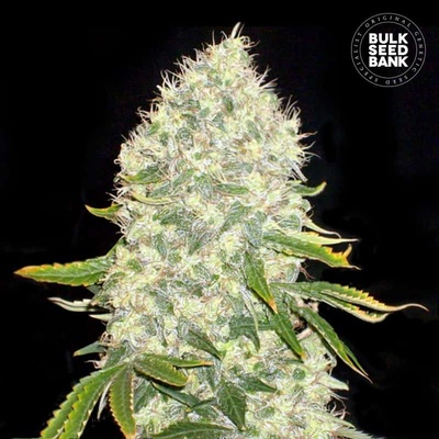 Bulk Seed Bank White Widow semena neobsahují THC 5 ks