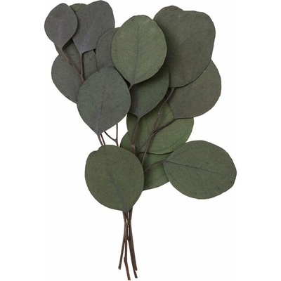 Stabilizovaný eukalyptus Populus - zelený / 4 stonky, 20 cm