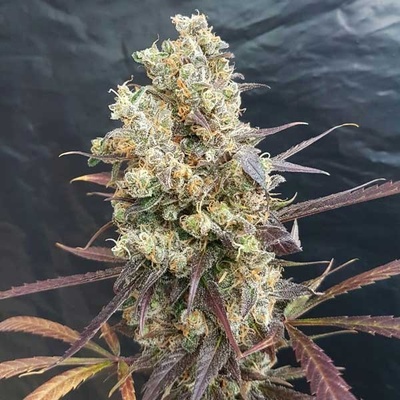 Freedom Of Seeds Diesel Devil AUTO semena neobsahují THC 3 ks