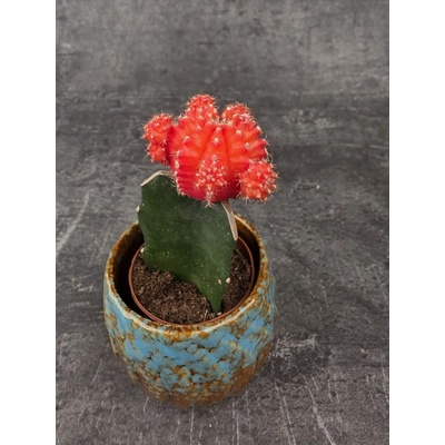 Kaktus Gymnocalycium oranžový