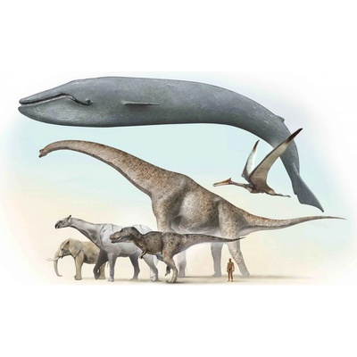 3D pohlednice Největší zvířata na Zemi – Zboží Dáma