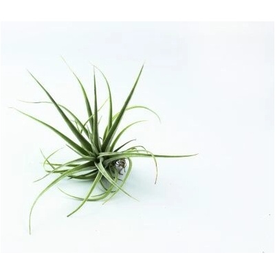 Tillandsia pohliana