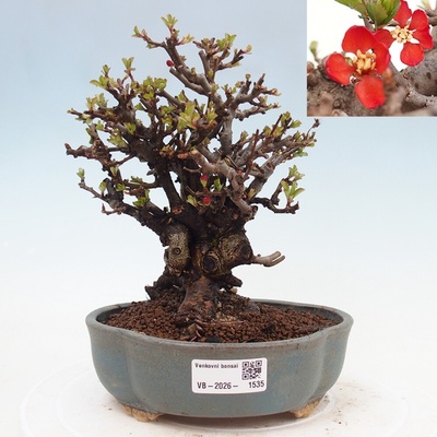 e-bonsai Venkovní bonsai - Chaneomeles speciosa - Kdoulovec ozdobný
