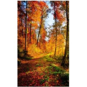 DIMEX ART Флизелинов фототапет разходка в гората 150 x 250 см