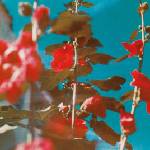 Universal Lawson Chad: Breathe - CD (052999)
