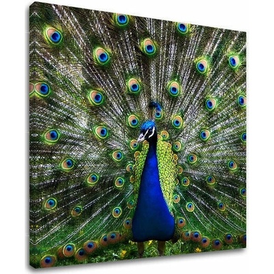 Papilora Obraz na stěnu ZVÍŘATA - 90x90 cm