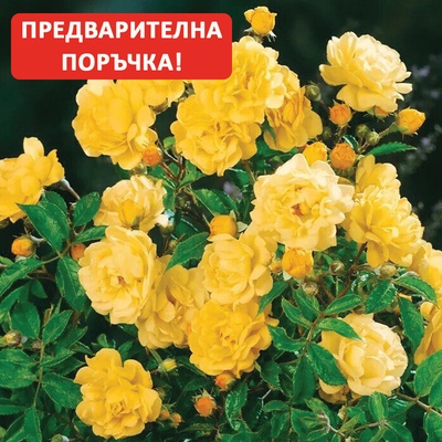 Poulsen® Катерлива Роза Climbing Chinatown®