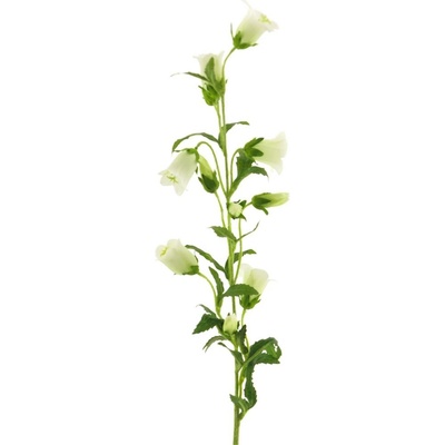 Zvonek - Campanula medium krémový 88 cm