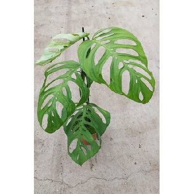 Monstera Esqueleto 17x60 cm