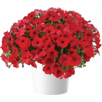 Petúnia Capella Ruby Red