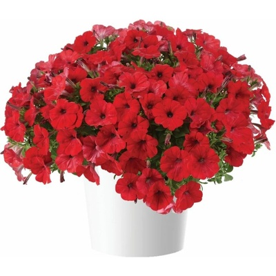 Petúnia Capella Ruby Red