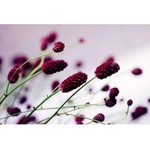 DIMEX ART Флизелинов фототапет лилаво цвете 375 x 250 см