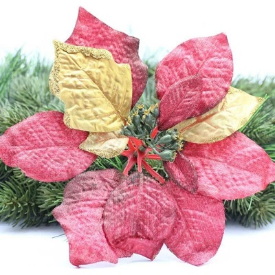 Poinsettia velká červeno zlatá