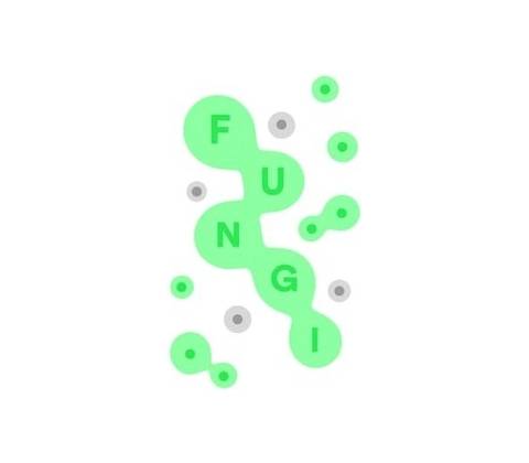 Fungi