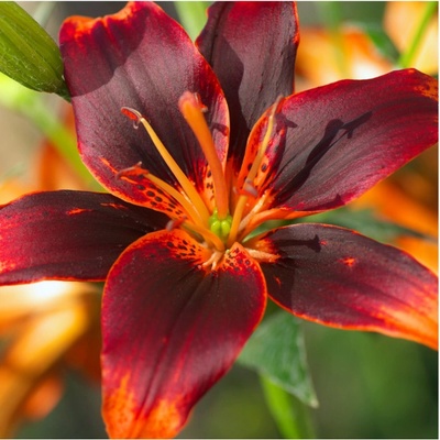 Lilie Martagon Maroon King Lilium prodej cibulovin 1 ks