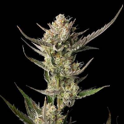 SEEDSMAN OG Kush semena neobsahují THC 3 ks