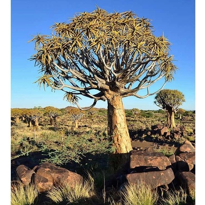 Dimex MS-3-0103 vliesová fototapeta na zeď Namibie rozměry 225 x 250 cm