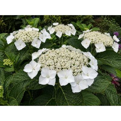 Hortenzie velkolistá 'Teller White'