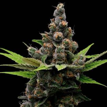 Green Bodhi Guava Slushy Semená neobsahujú THC 5 ks