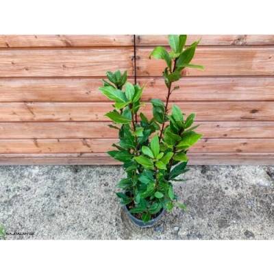 Laurus nobilis (Vavrín pravý - bobkový list) - kont. C3L , výška 40-60 cm
